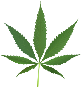 444px-Cannabis_leaf_2.svg